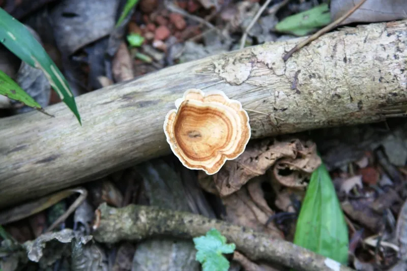 wild mushroom